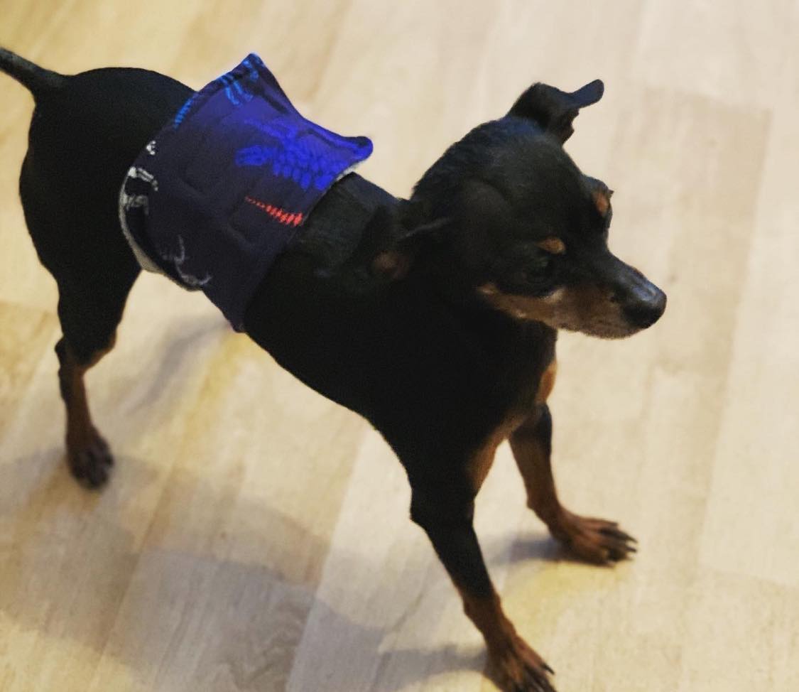 Protičůrací a značkovací pás - menší pes